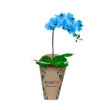 Orquídea Azul Kraft