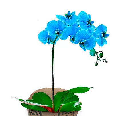 Orquídea Azul Kraft