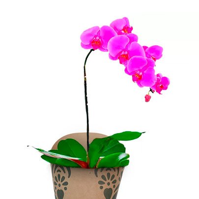 Orquídea Pink Kraft