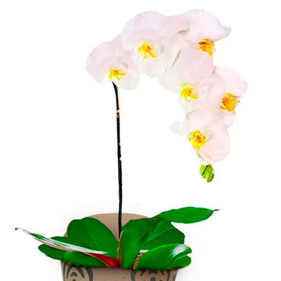 Orquídea Branca Kraft