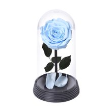 A Bela Rosa Encantada Azul Claro