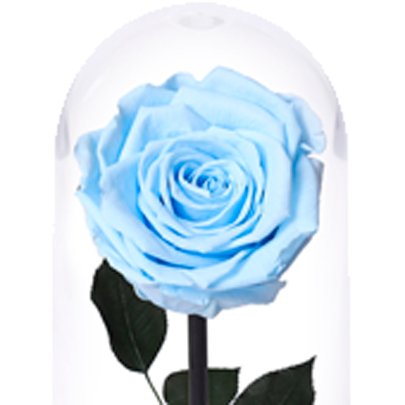 A Bela Rosa Encantada Azul Claro