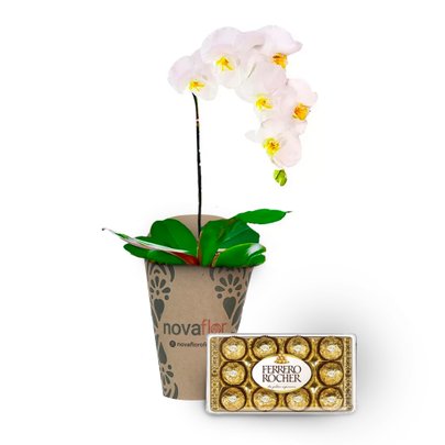 Orquídea Phalaenopsis Branca Com Ferrero Rocher