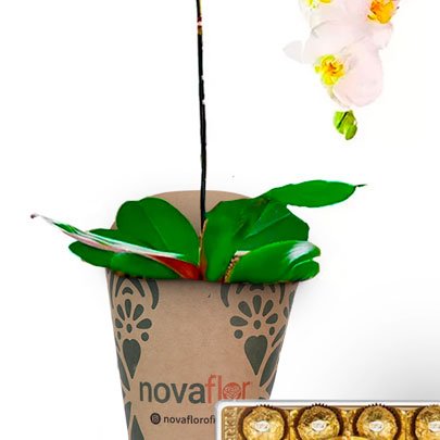Orquídea Phalaenopsis Branca Com Ferrero Rocher