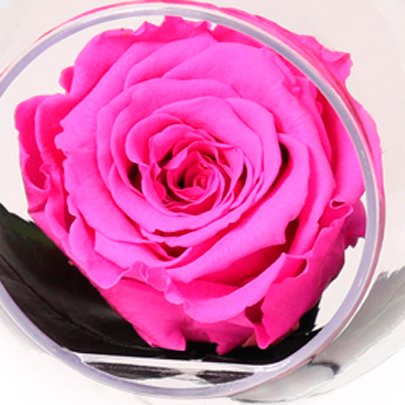 Pêndulo de Rosa Encantada Pink