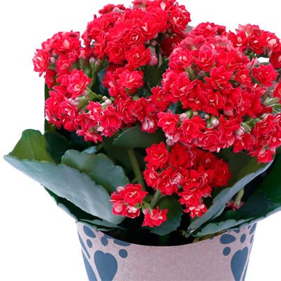 Mini Flor da Fortuna Vermelha