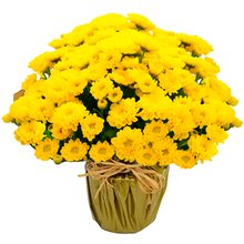 Linda Margaridinha Plantada Amarela