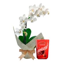 Mini Orquídea Rara e Caixa de Bombons Lindt