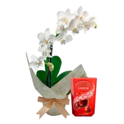 Mini Orquídea Rara e Caixa de Bombons Lindt