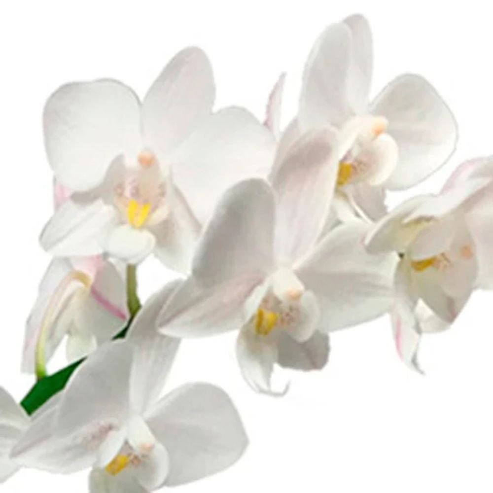 Mini Orquídea Rara e Caixa de Bombons Lindt