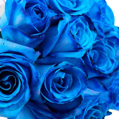 Buquê de 12 Rosas Azuis