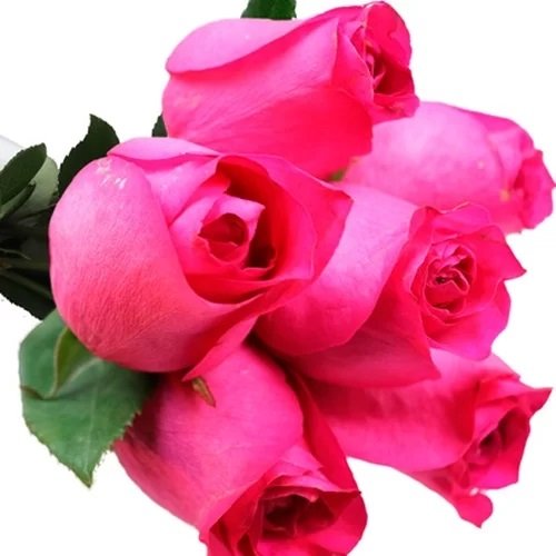 Buquê de 6 Rosas Pink