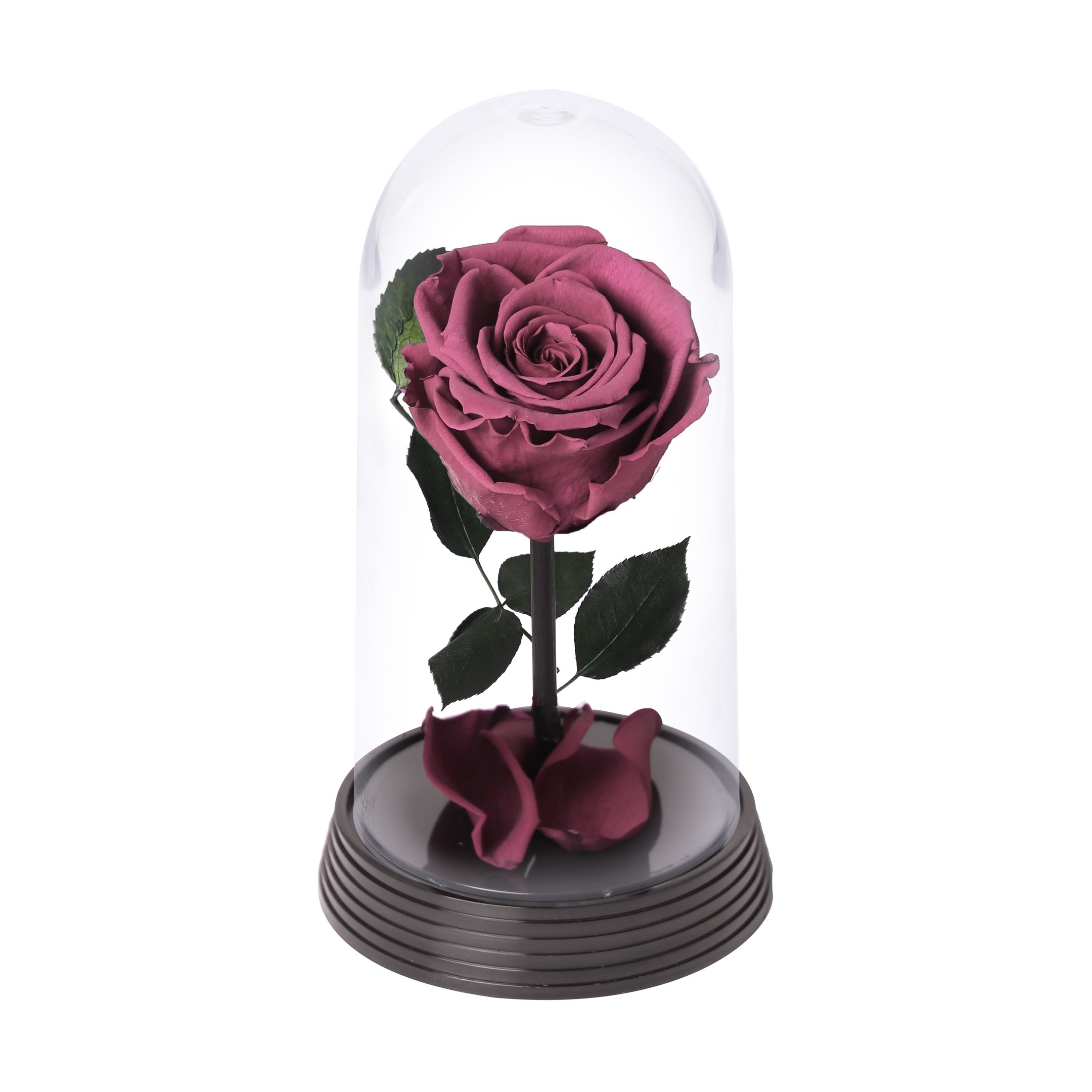 A Bela Rosa Encantada Roxa - Compre Online | Nova Flor