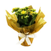 Lindo Kalanchoe Plantado Amarelo