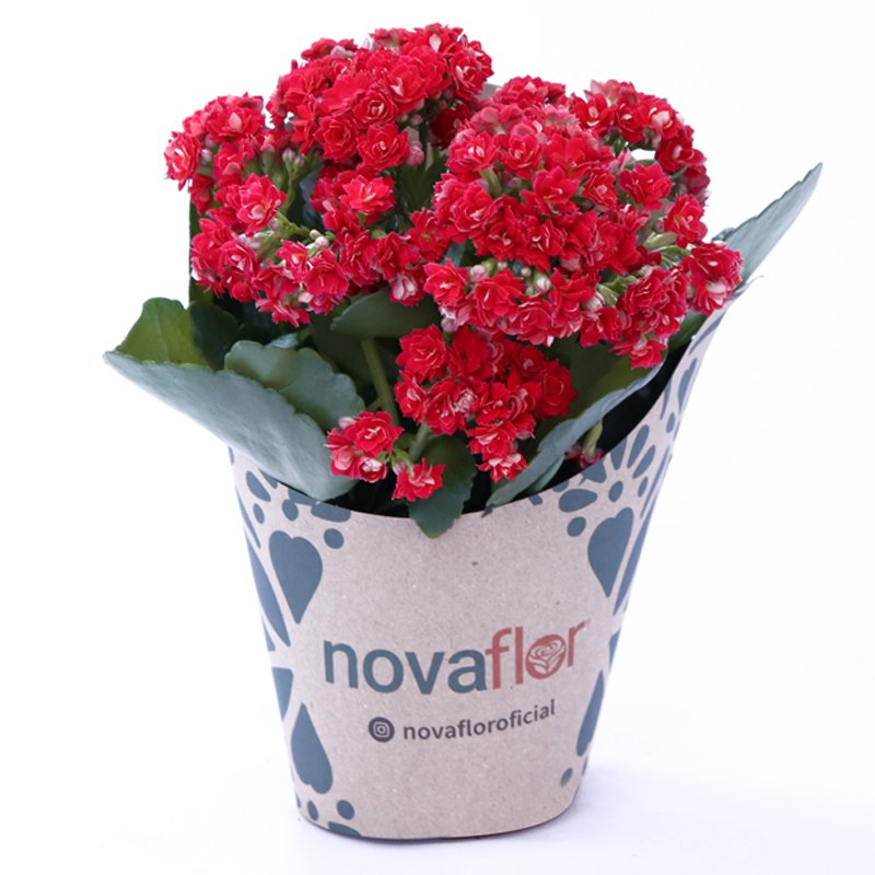 Mini Kalanchoe Vermelho Plantado no Kraft | Nova Flor