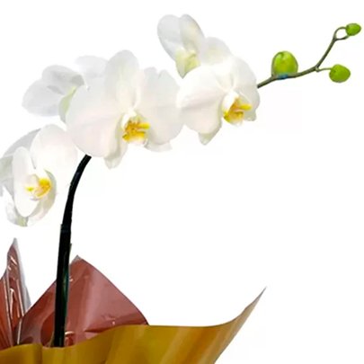 Orquídea Phalaenopsis Plantada Para a Melhor Mãe