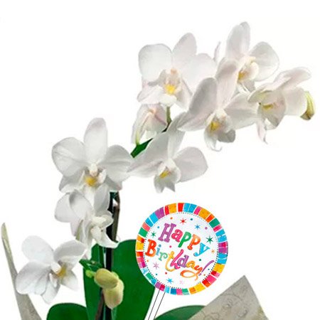 Mini Rara Branca e Placa Happy Birthday