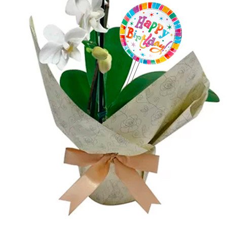 Mini Orquídea Rara Branca Happy Birthday