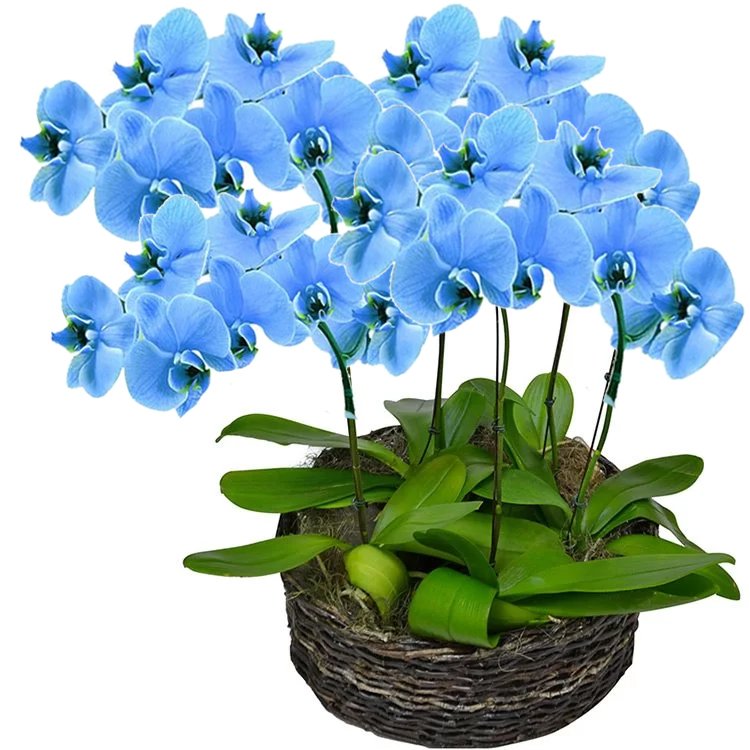 Sofisticadas Orquídeas Phalaenopsis Azul
