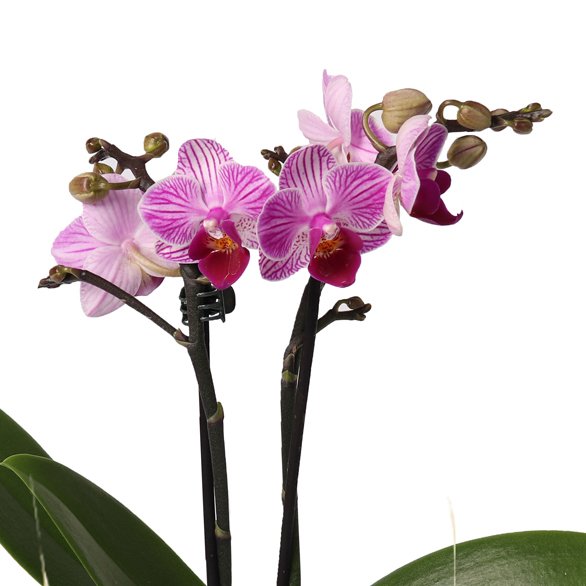 Mini Orquídea Mimo Lilás