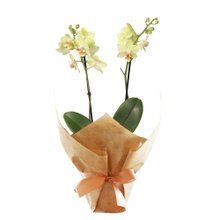 Mini Orquídea Rara Amarela