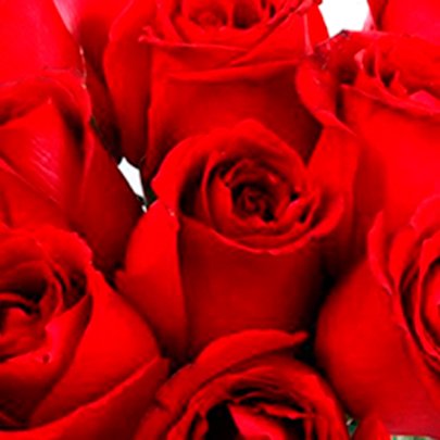 Buquê Fashion de 12 Rosas Vermelhas com lenço