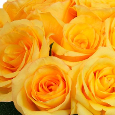 Buquê Fashion de 12 Rosas Amarelas com lenço