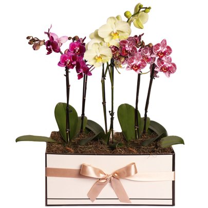 Linda Caixa de Mini Orquídeas Raras Brancas e Lilás