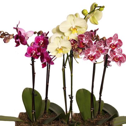 Linda Caixa de Mini Orquídeas Raras Brancas e Lilás