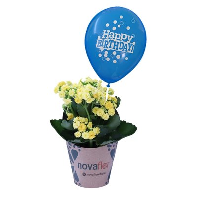 Balão Happy Birthday e Mini Kalanchoe Plantado Amarelo