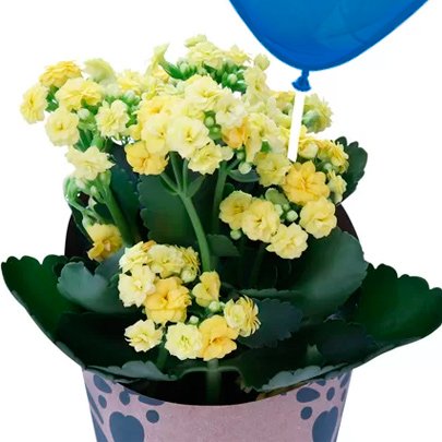 Balão Happy Birthday e Mini Kalanchoe Plantado Amarelo
