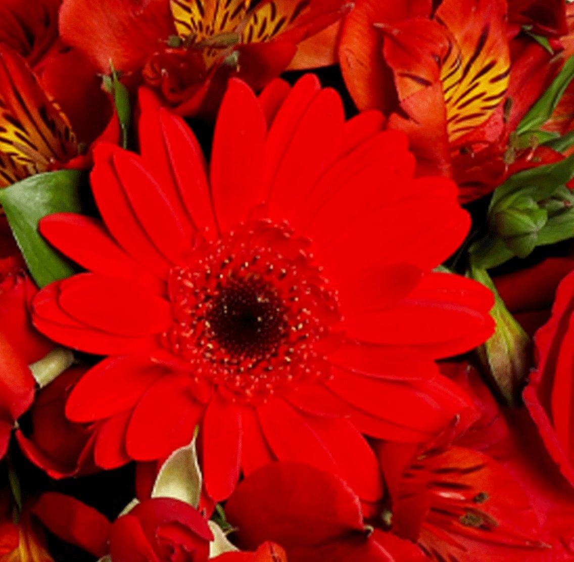 Delicadas Rosas Vermelhas e Astromélias no Box Aniversário