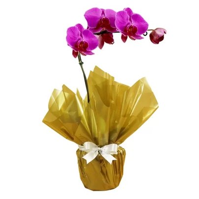 Orquídea Phalaenopsis Pink Dourado