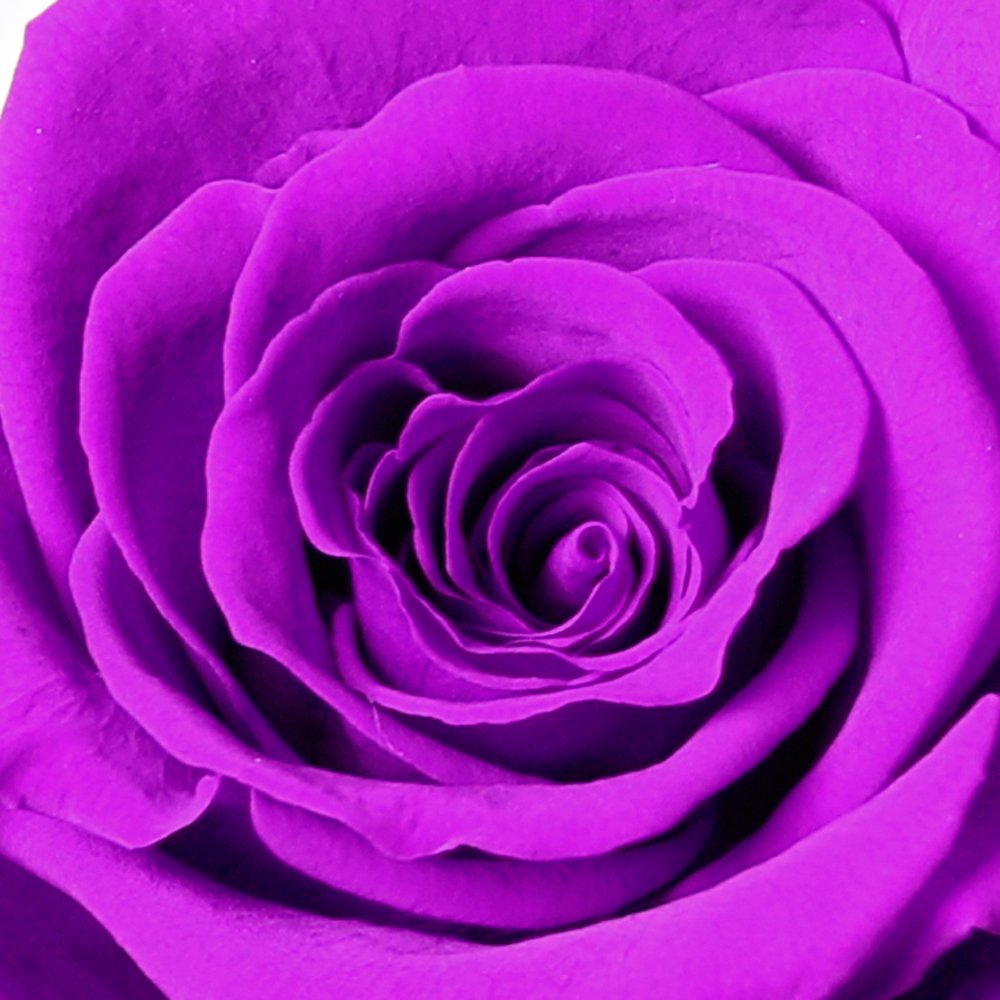 A Bela Rosa Encantada Púrpura