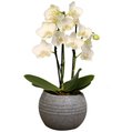 Formidável Orquídea Mini Rara Branca