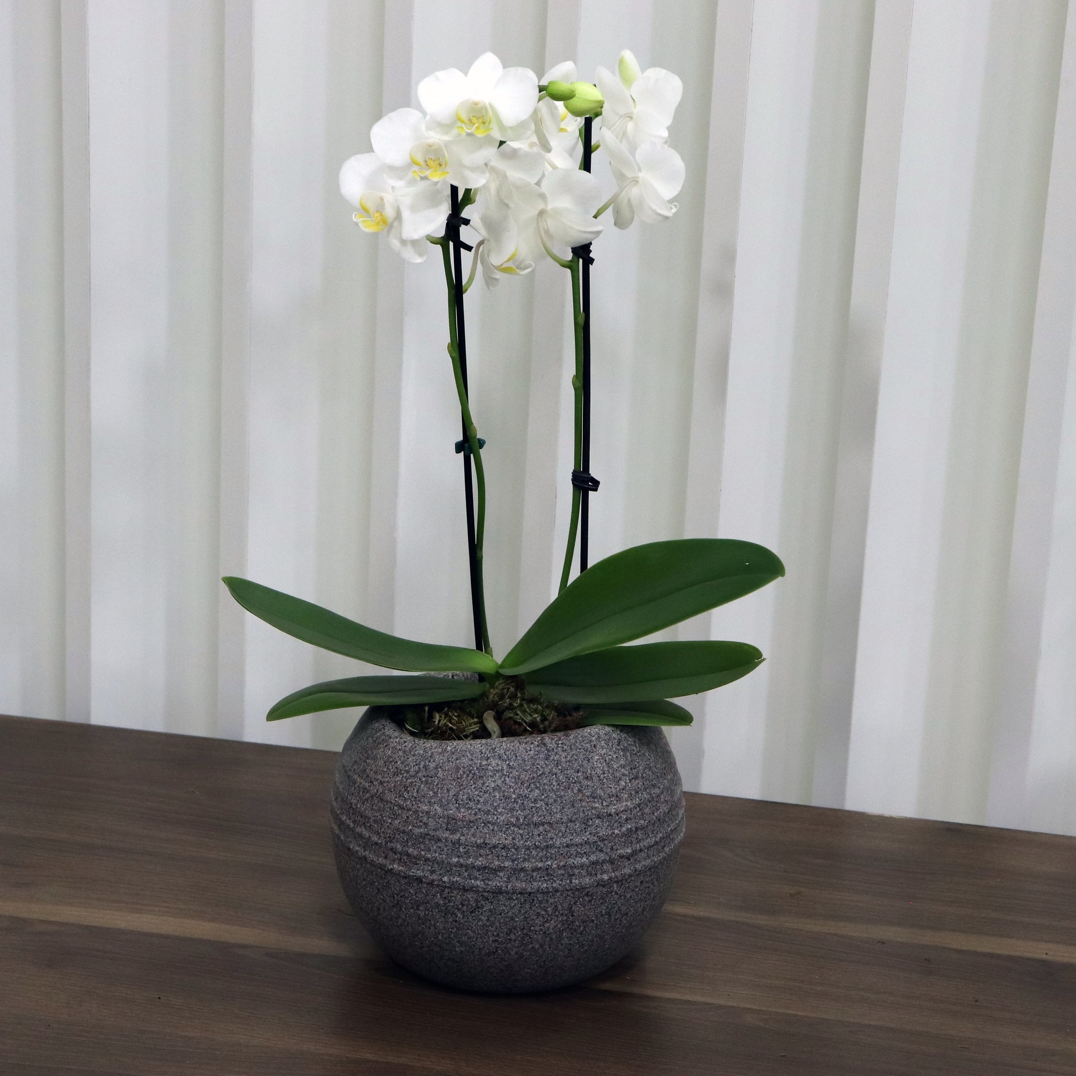 Formidável Orquídea Mini Rara Branca