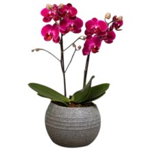 Formidável Orquídea Mini Rara Lilás