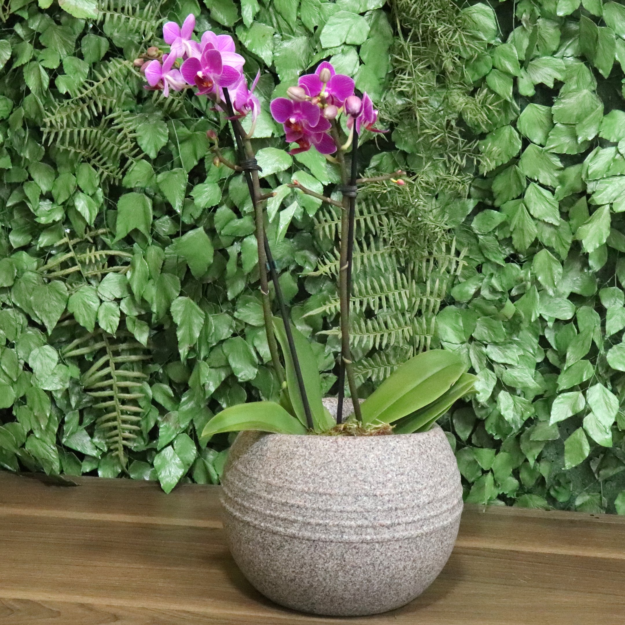 Formidável Orquídea Mini Rara Lilás