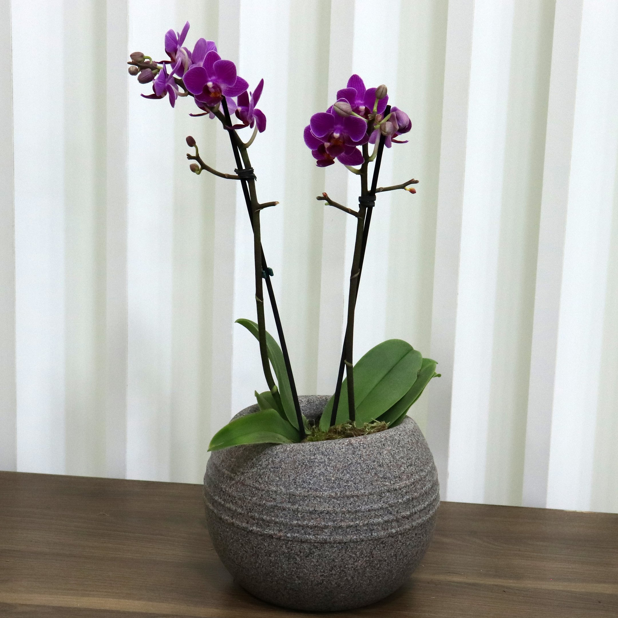 Formidável Orquídea Mini Rara Lilás
