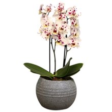 Formidável Orquídea Mini Rara Mesclada