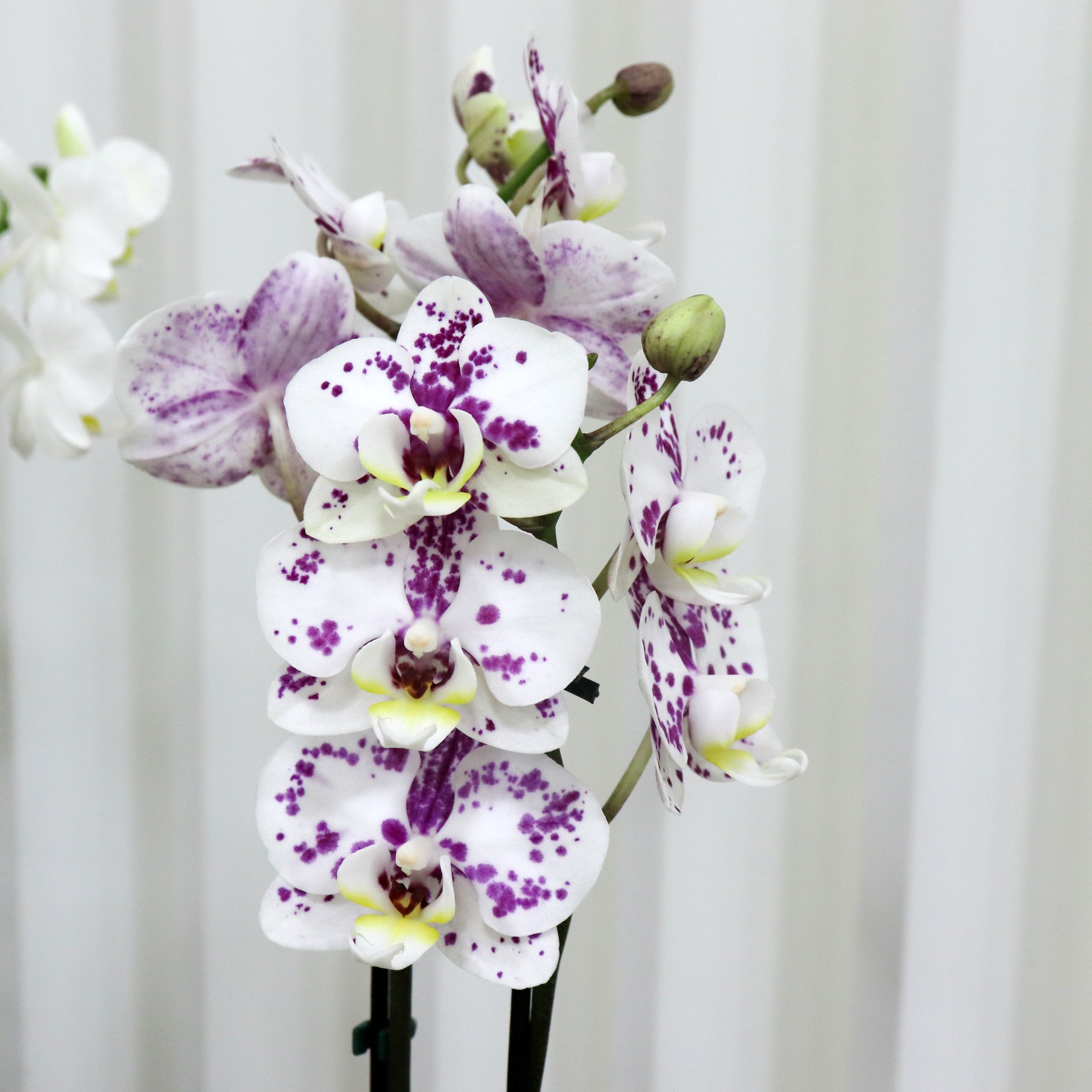 Formidável Orquídea Mini Rara Mesclada