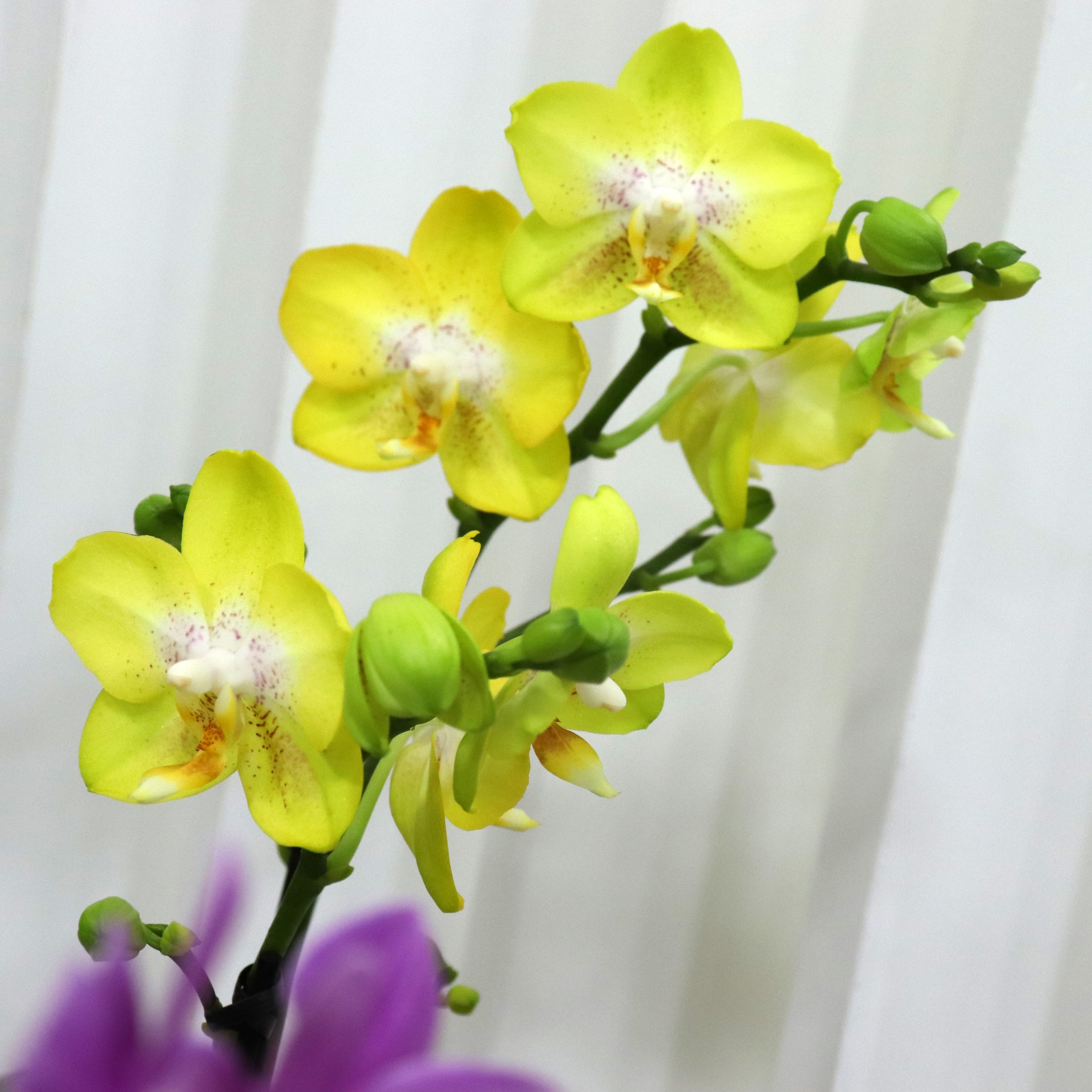 Formidável Orquídea Mini Rara Amarela