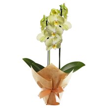 Orquídea Phalaenopsis Amarela para Presente