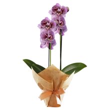 Orquídea Phalaenopsis Pink Listrada para Presente