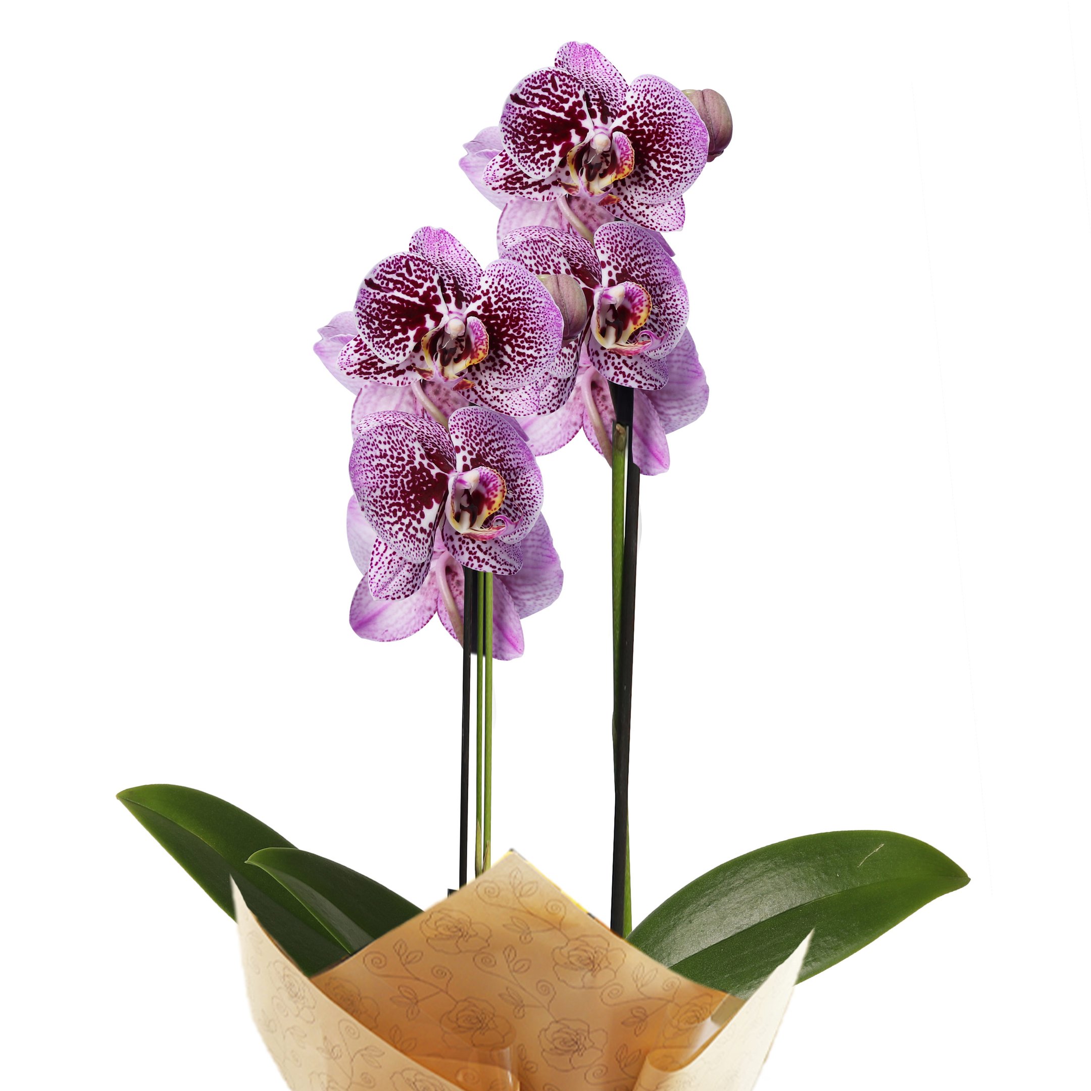 Orquídea Phalaenopsis Pink Listrada para Presente