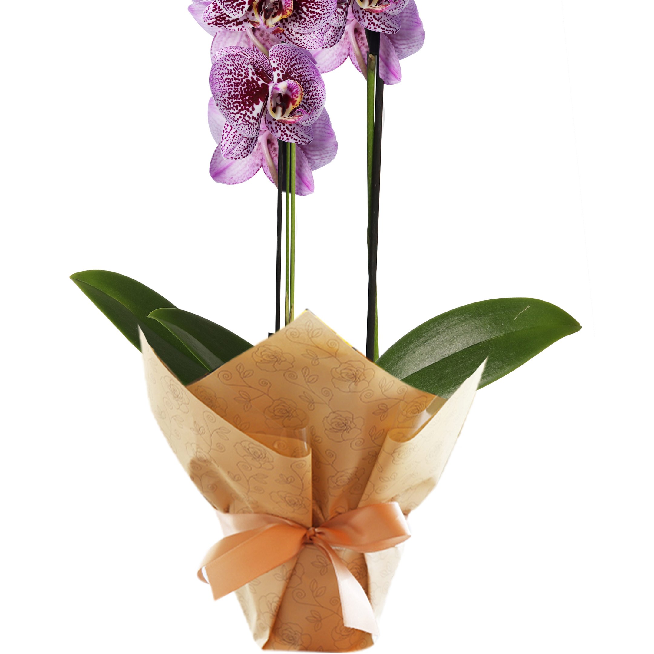 Orquídea Phalaenopsis Pink Listrada para Presente