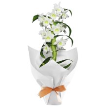 Orquídea Dendrobium Branca