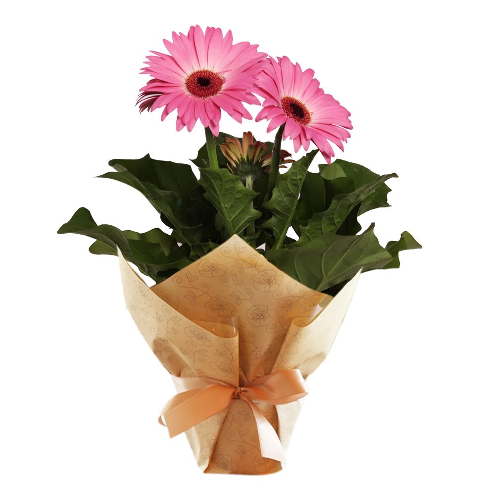Gérbera Plantada Pink para Presente