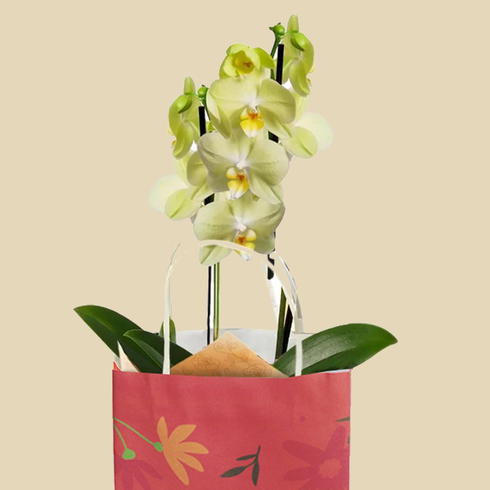 Orquídea Amarela Presente Para Melhor Mãe