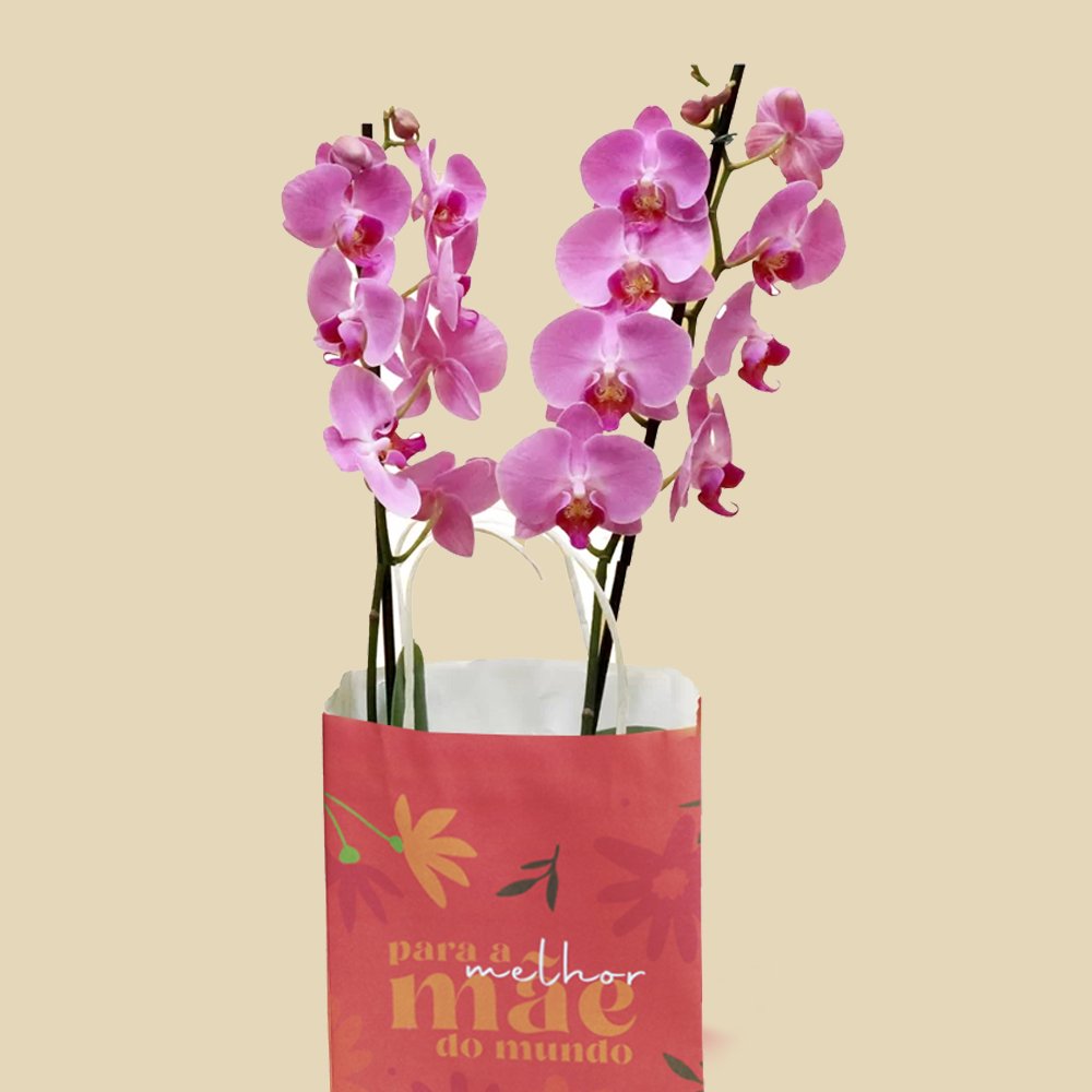 Orquídea Pink Presente Para Melhor Mãe